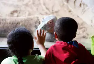 Marveling at monitor lizards at the Denver Zoo