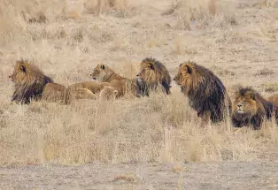 Explore Colorado's Wild Animal Sanctuary 