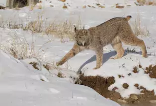 Lynx at The Wild Animal Sanctuary