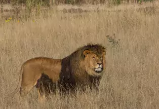 A proud-looking lion rescue at the Wild Animal Sanctuary in Keenesburg, Colorado. The lion has a full, brown mane framing his face and a little surrounding his belly. His legs are slightly covered by the tall brown grass in the safari-like field surrounding him.