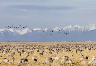 Monte Vista National Wildlife Refuge
