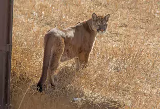 Explore Colorado's Wild Animal Sanctuary Explore Colorado's Wild Animal Sanctuary
