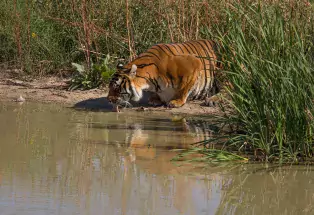 Tiger taking a drink