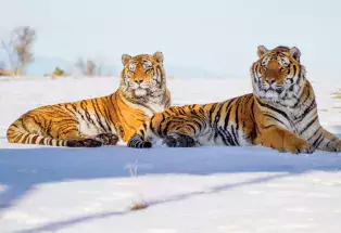 Crouching tigers at The Wild Animal Sanctuary