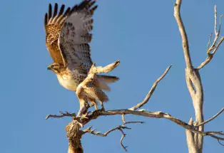 Red-tailed hawk (Photo courtesy Sue Keefer/Scene in the Wild Photography)