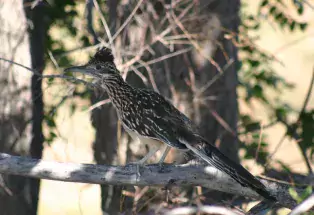 A roadrunner (Photo courtesy Sue Keefer/Scene in the Wild Photography)