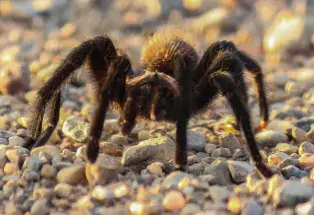Tarantula sightings can be common in southeastern CO in autumn (Photo courtesy Sue Keefer/Scene in the Wild Photography)