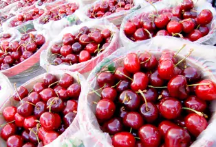 Fresh-picked cherries in Palisade