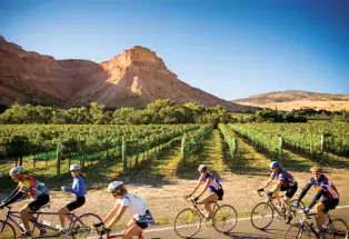 Biking by Palisade's vineyards