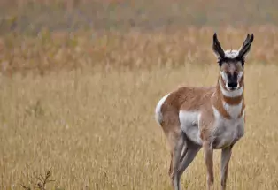 Spot a Colorado Pronghorn in Sterling