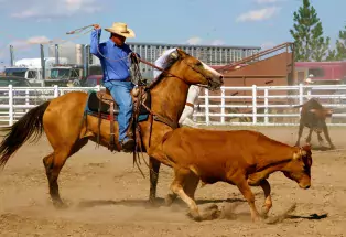 Cattle roping