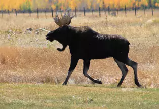 Moose at State Forest State Park