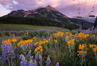 Crested Butte wildflowers