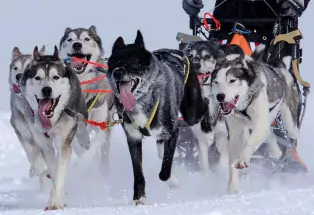 Durango dog sledding