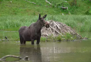 Grand Mesa moose