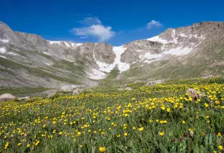 Wildflowers cover a basin on Mount Evans
