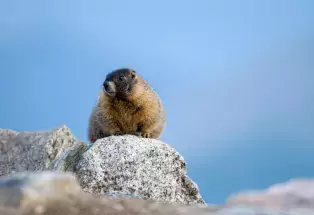 A marmot surveys the surroundings on Mount Evans