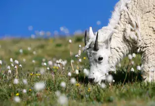 A mountain goat grazes on spring blooms