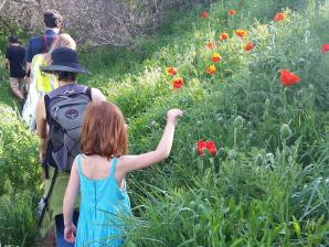 Enchanted Mesa with Poppies