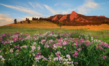 The Flatirons and an audience of summer sweet peas