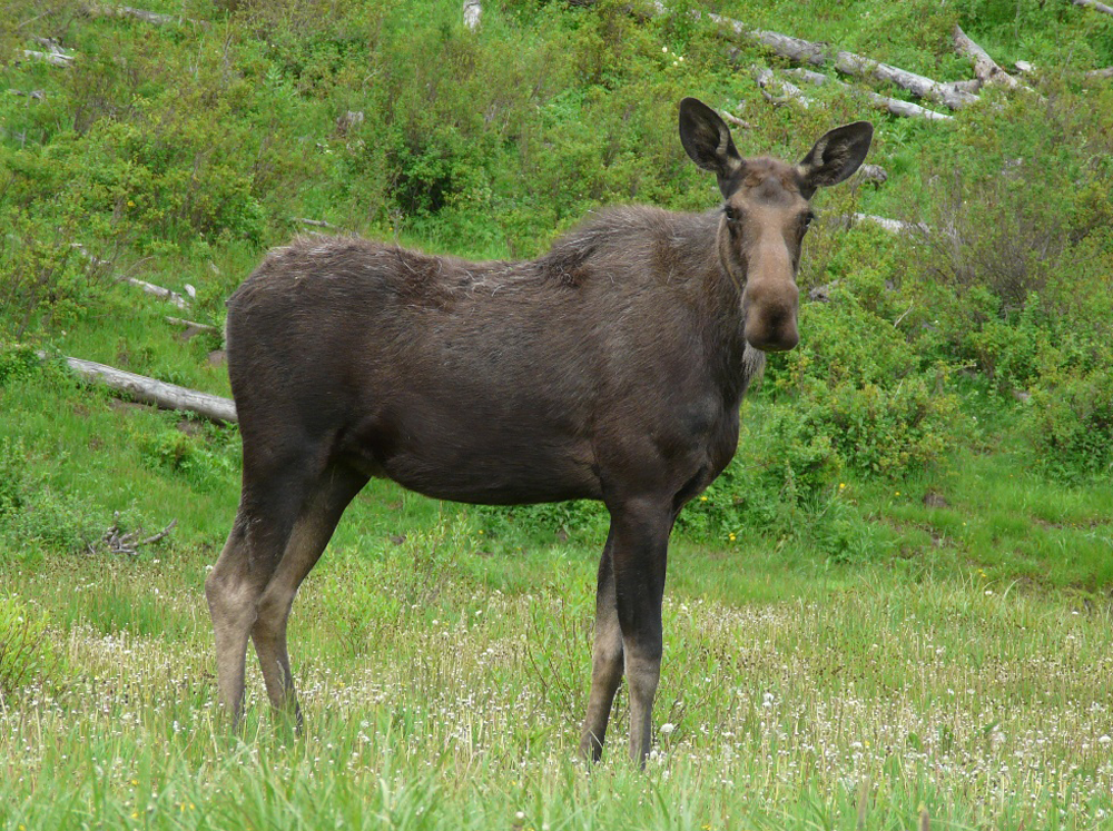 Moose on Colorado's Grand Mesa Moose on Colorado's Grand Mesa