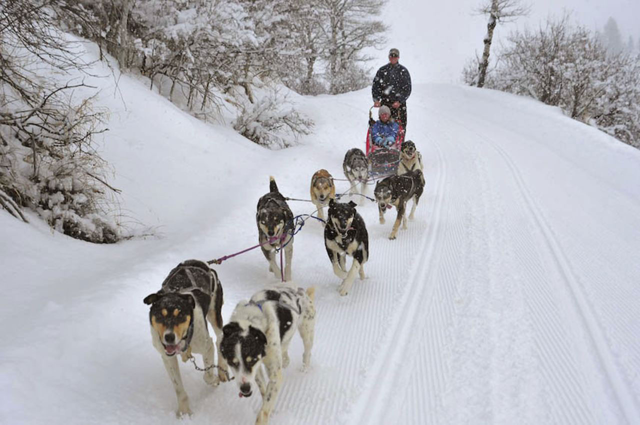 dog sledding tours near me